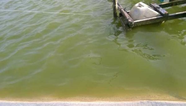 Kiểm soát tảo trong nước ao nuôi tôm